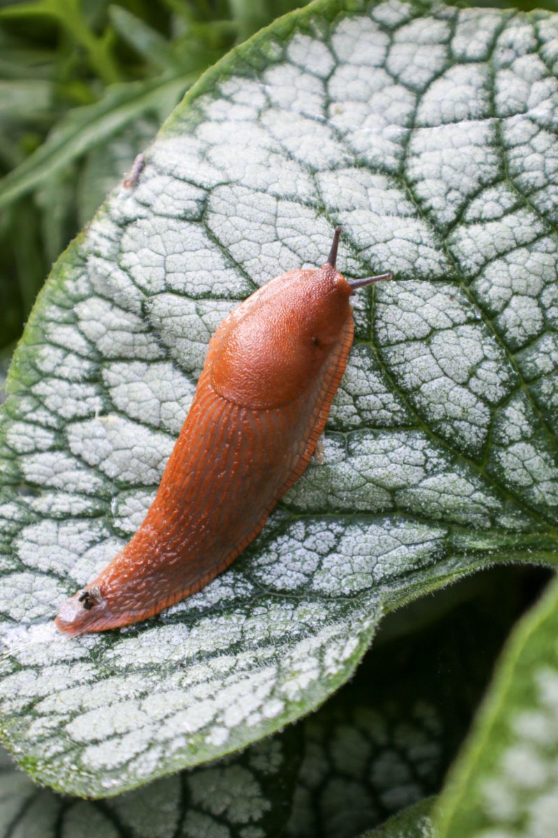 spiritual meaning of slugs