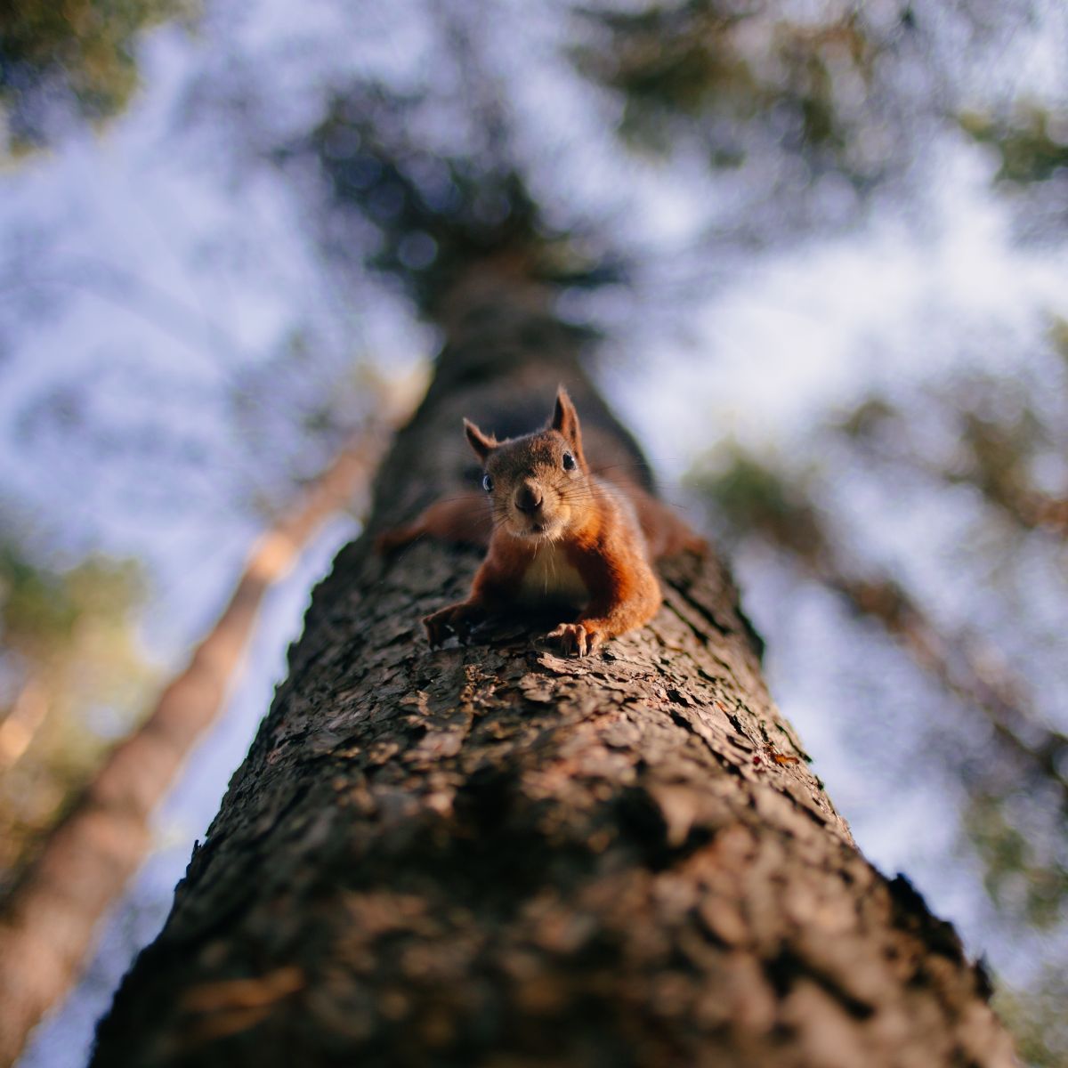 squirrel crossing path meaning