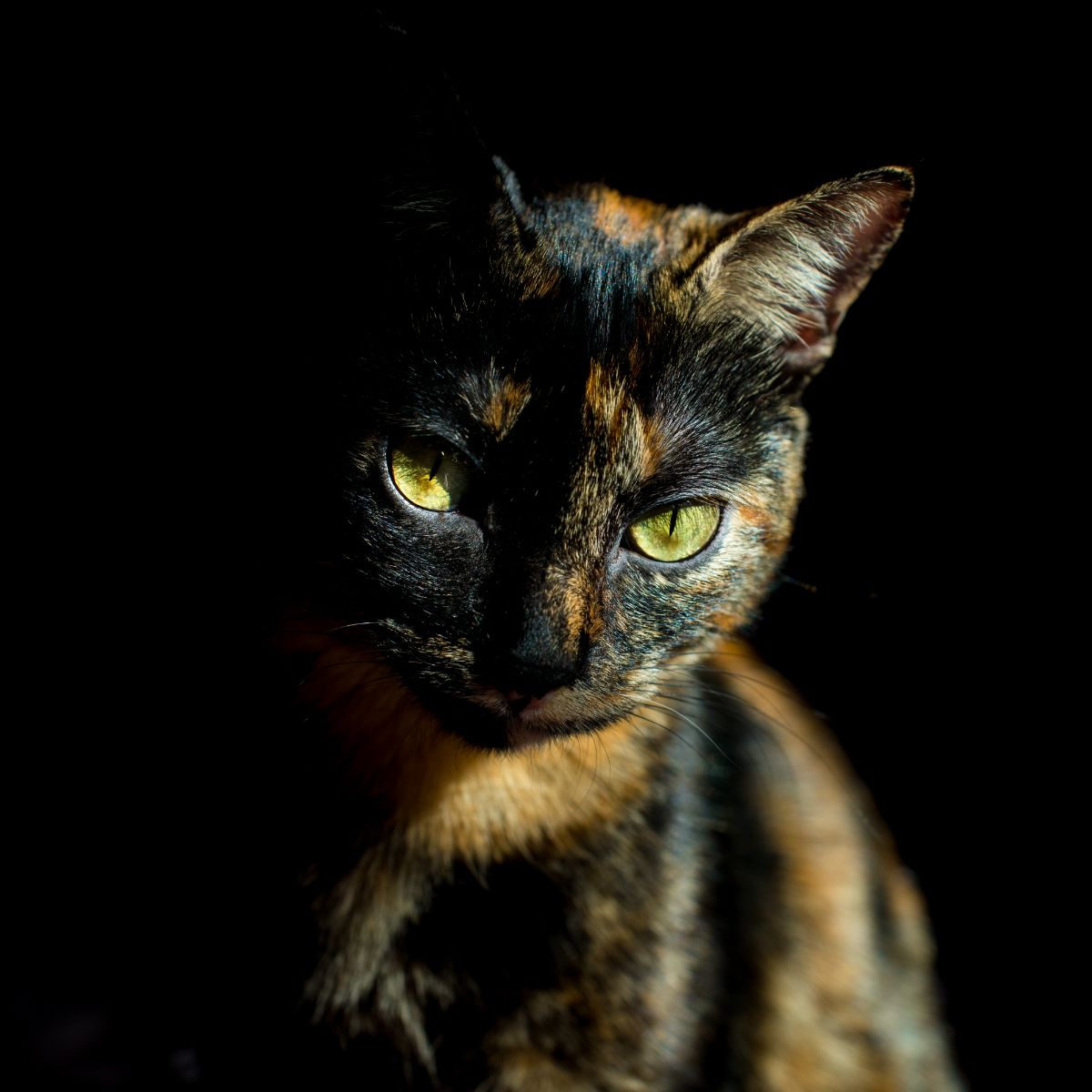 tortie cat meaning