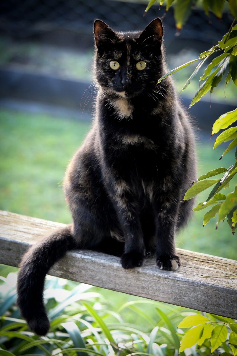 tortoiseshell cat folklore