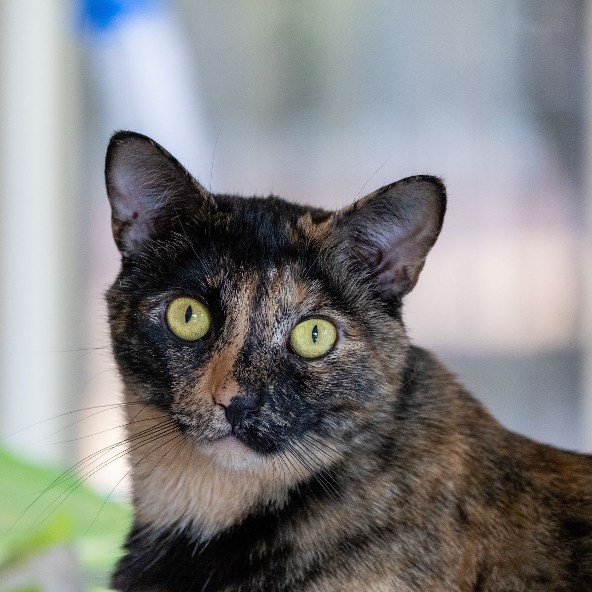 tortoiseshell cat good luck