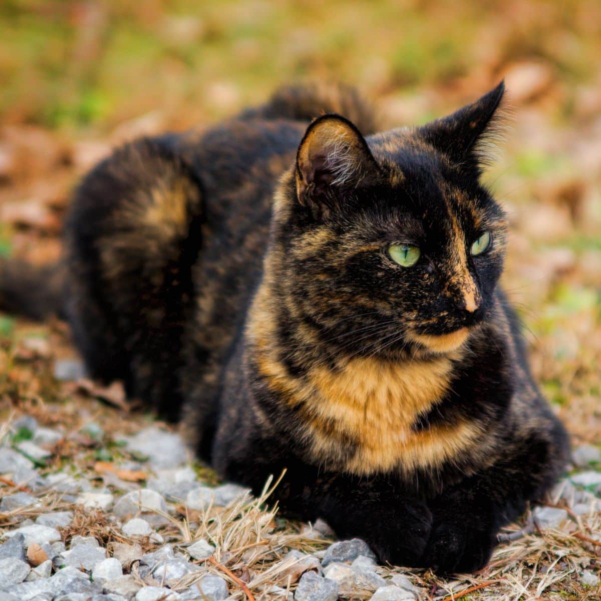 tortoiseshell cat meaning