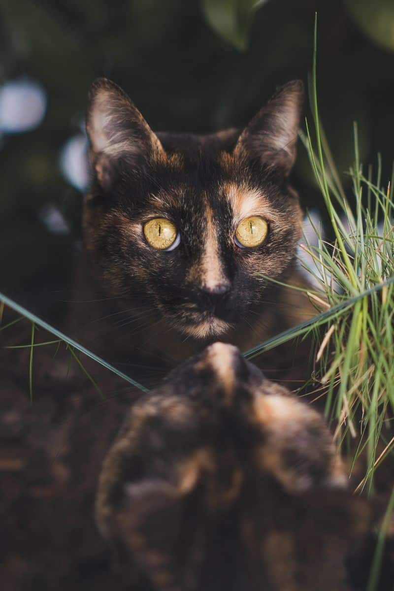 tortoiseshell cat myths