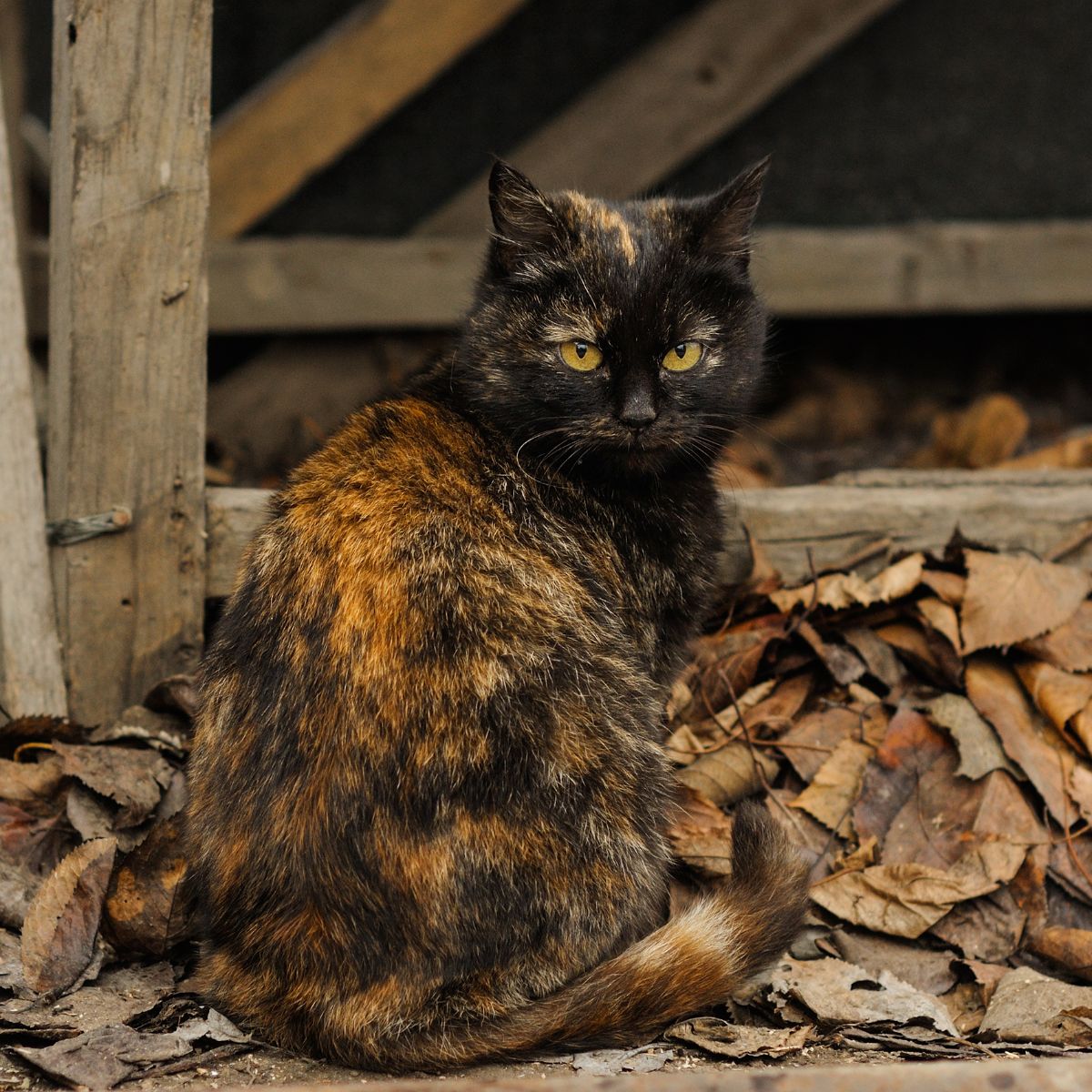 tortoiseshell cat symbolism