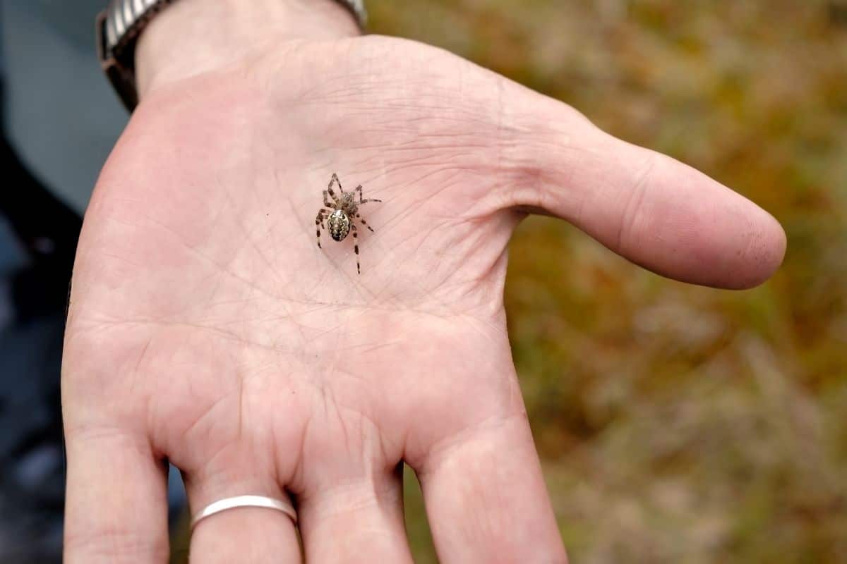 what do spider bites mean spiritually