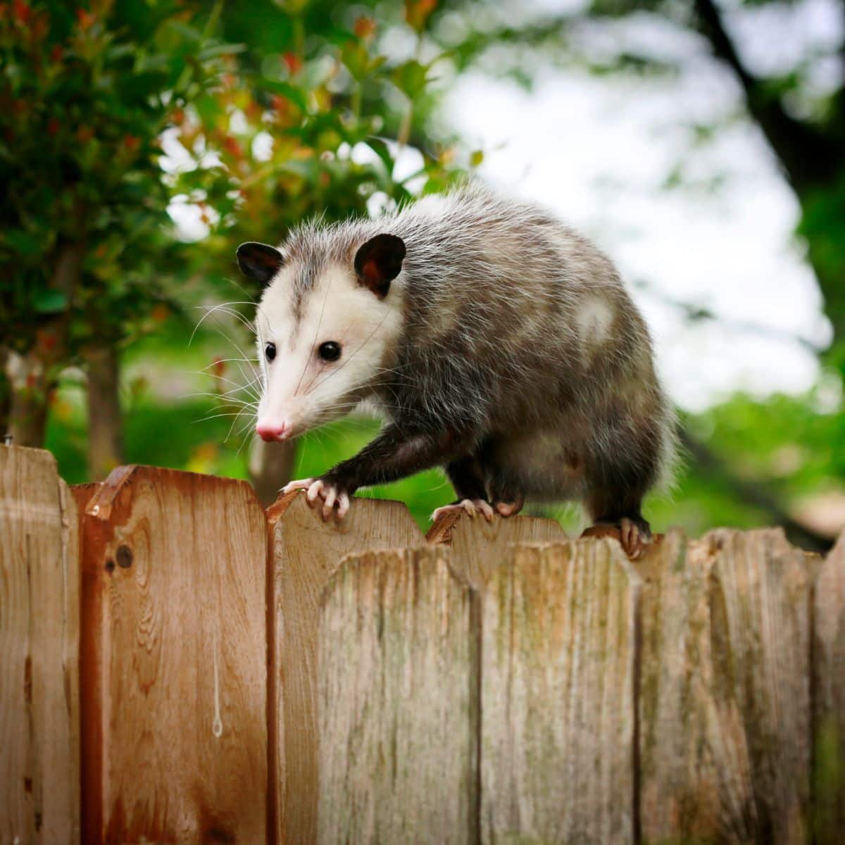 what does a dead possum symbolize