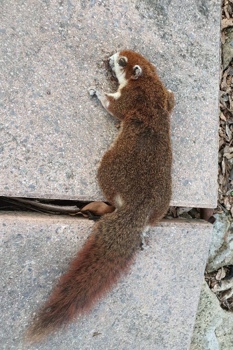 what does a dead squirrel mean spiritually