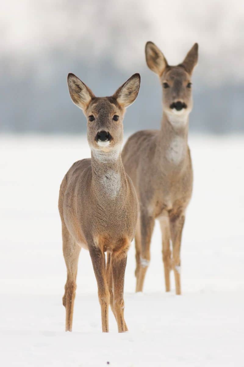 what does a deer symbolize spiritually