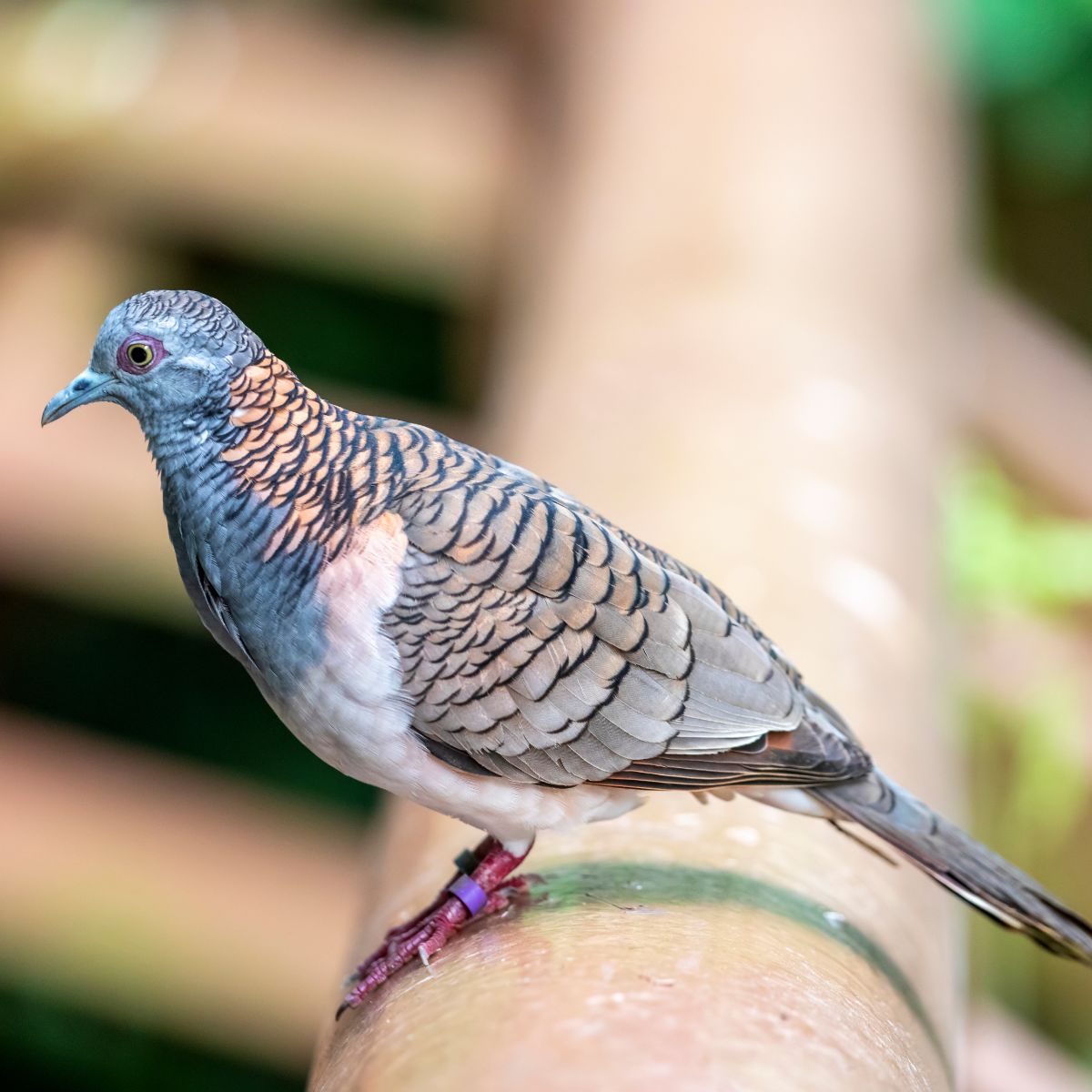 what does a dove represent spiritually