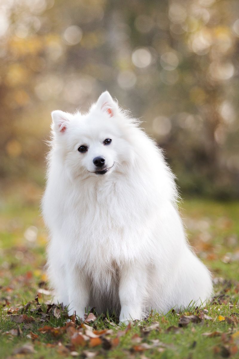 what does a white dog symbolize