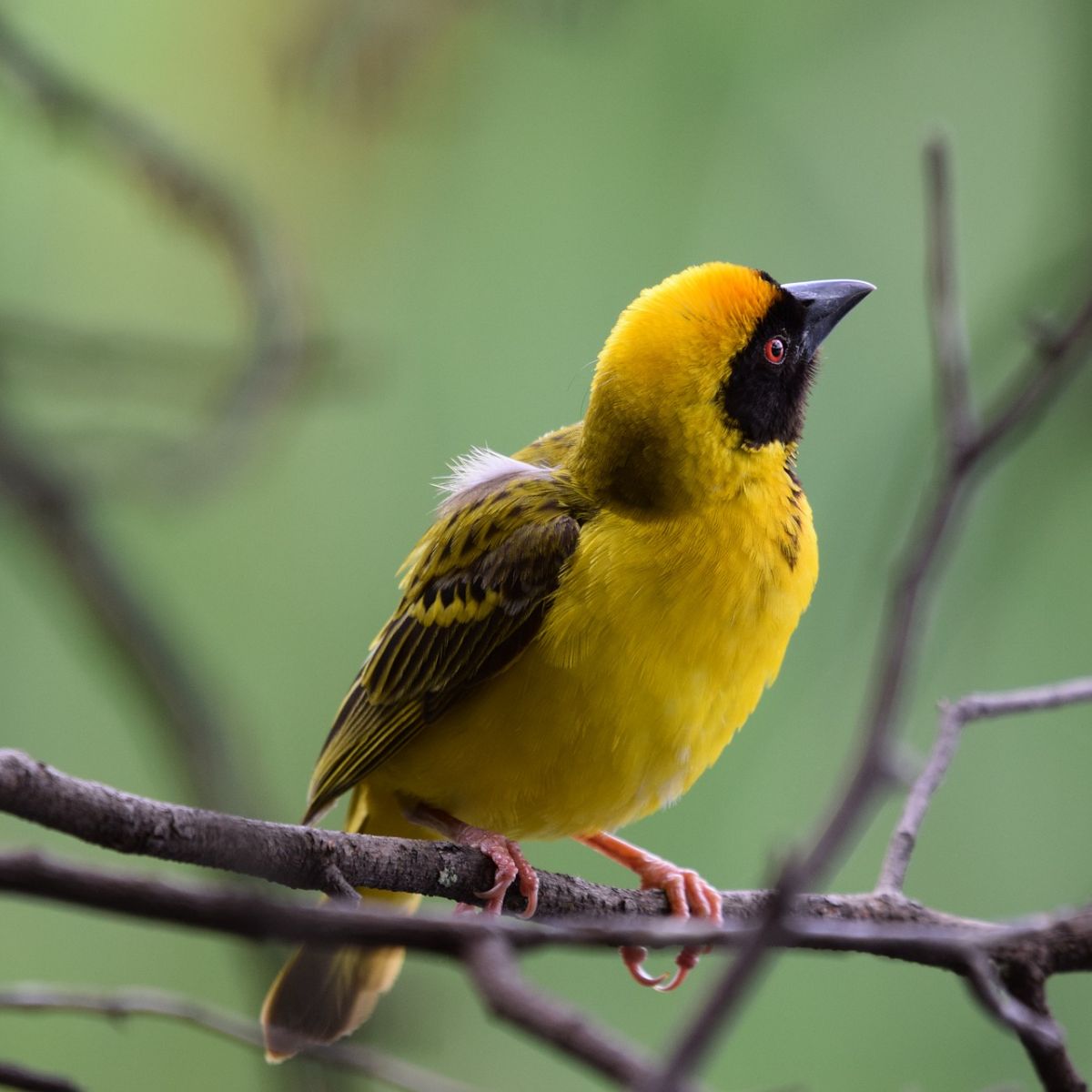 what does a yellow bird symbolize