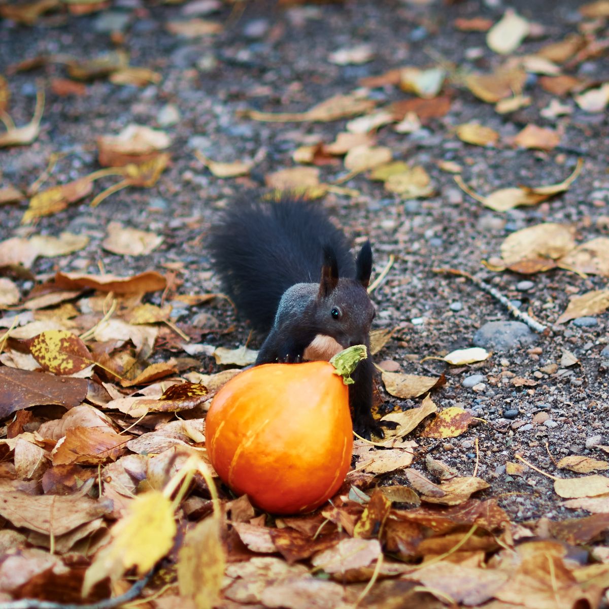 what does it mean spiritually when you see a black squirrel