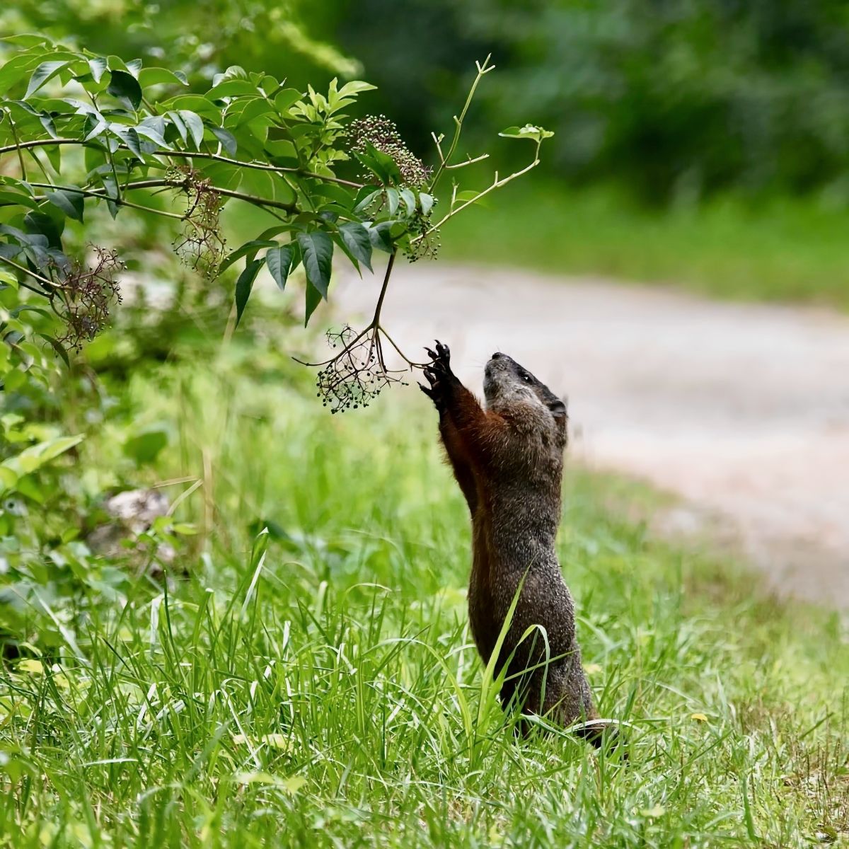 what does it mean when a squirrel crosses your path