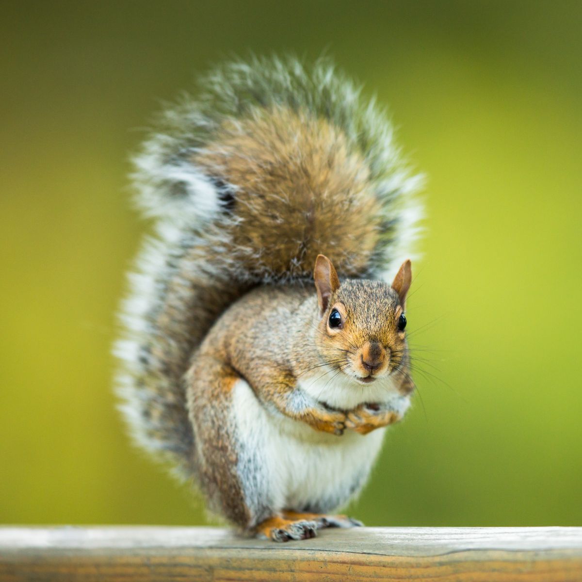 what does it mean when a squirrel stares at you spiritual meaning