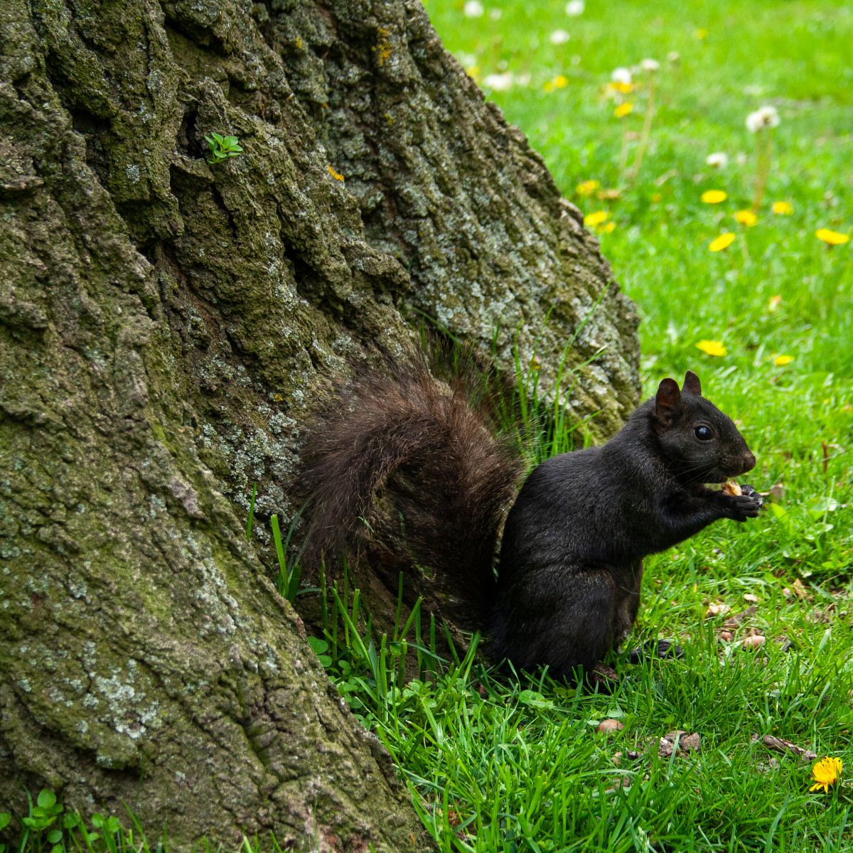 what does it mean when you see a black squirrel