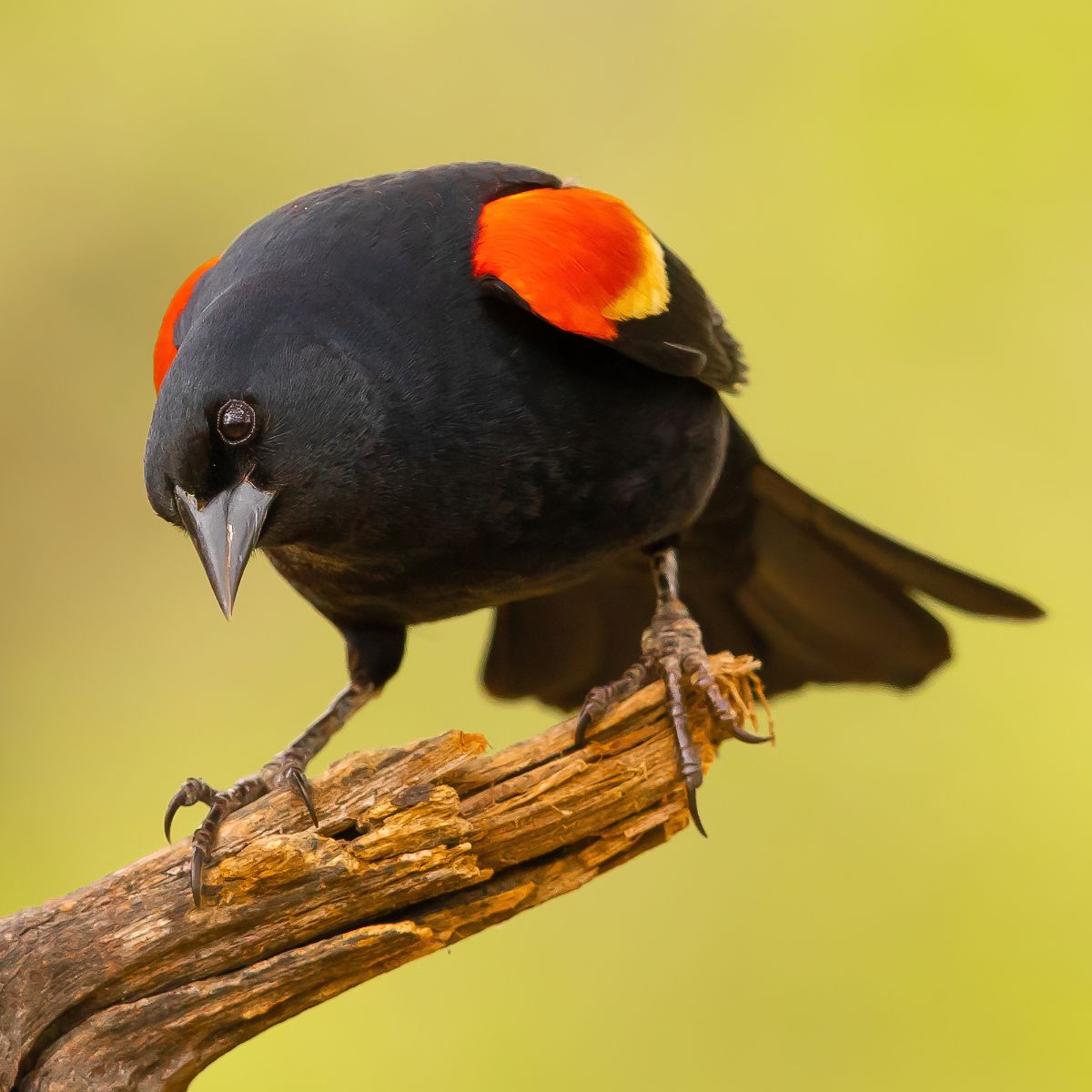 what does it mean when you see a red winged blackbird