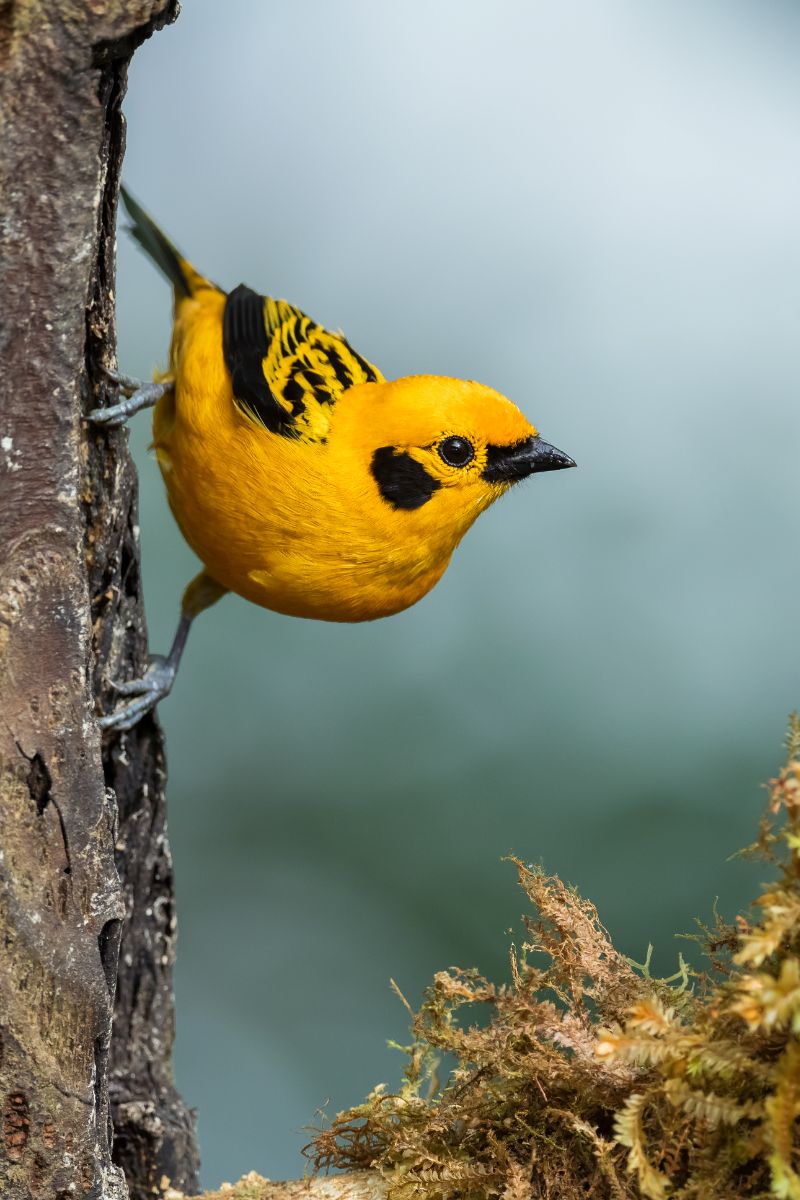 what does it mean when you see a yellow and black bird