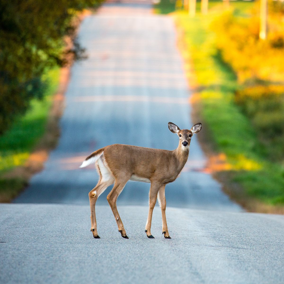 what does seeing a deer symbolize