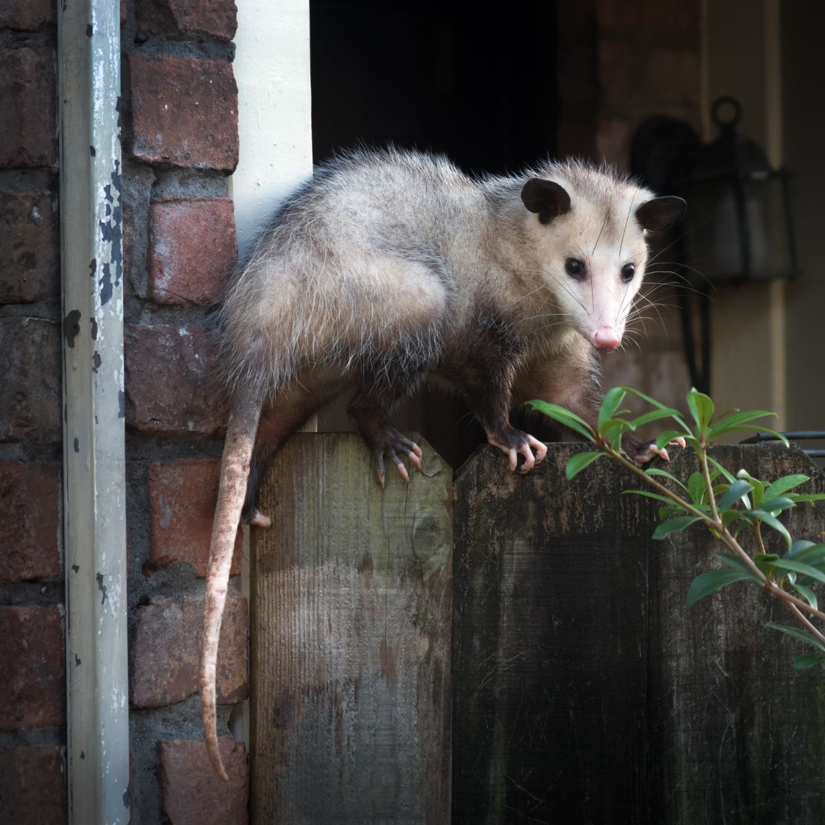 when a possum crosses your path