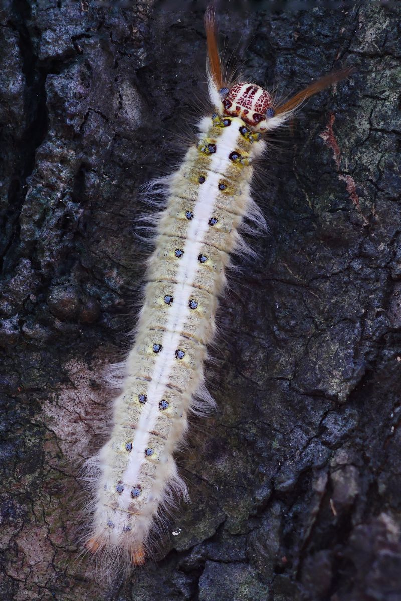 white caterpillar spiritual meaning