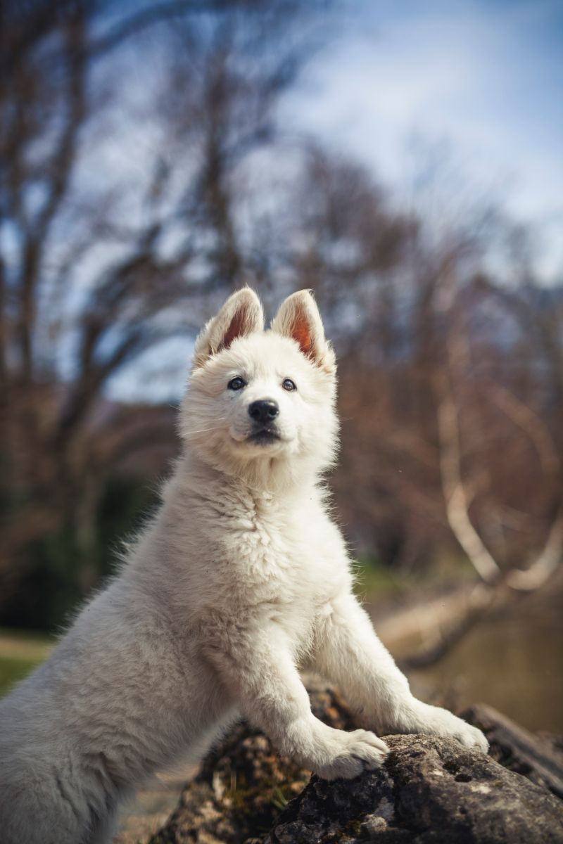 white dog omen