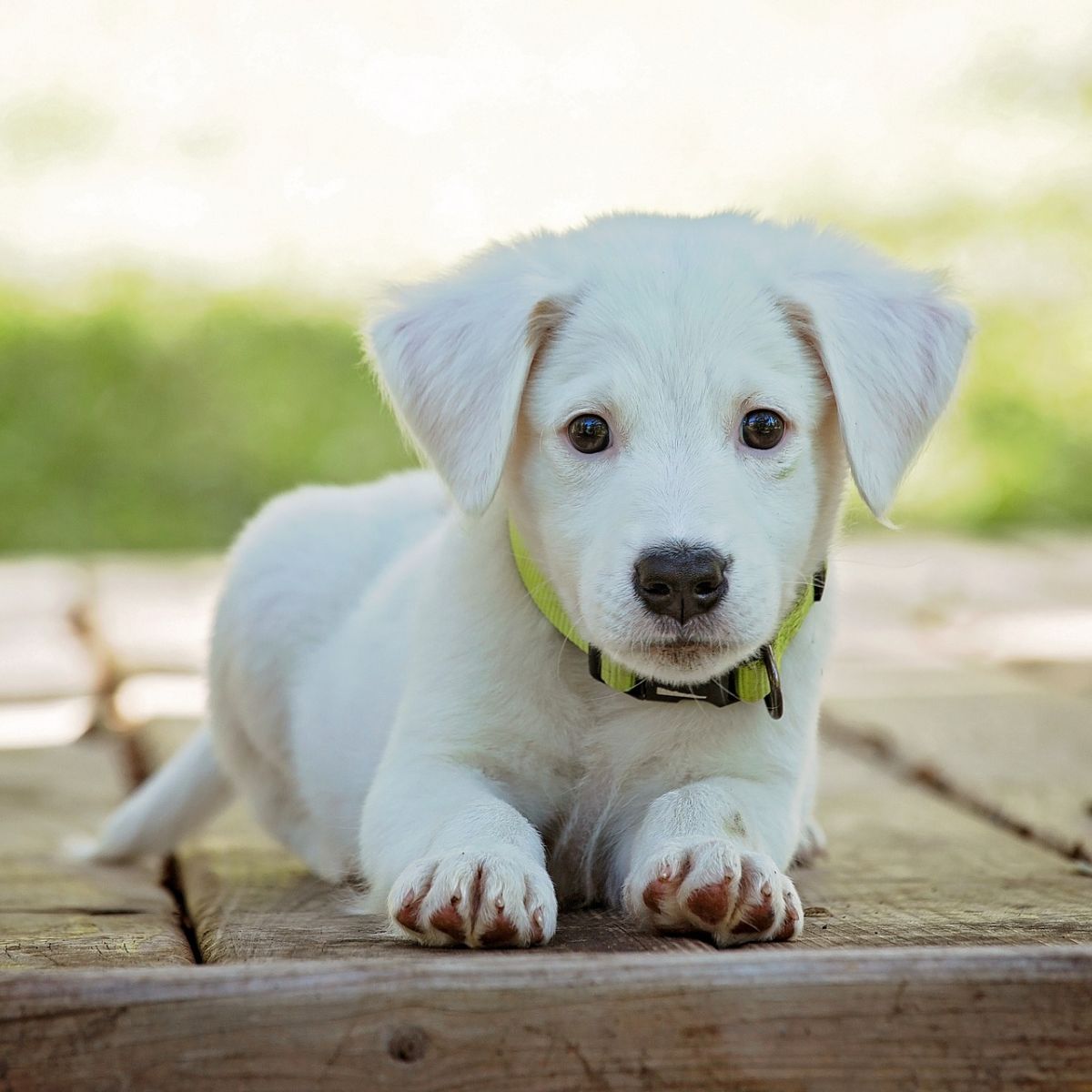 white dog spiritual meaning