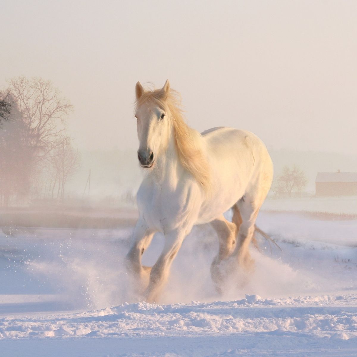 white horse dream