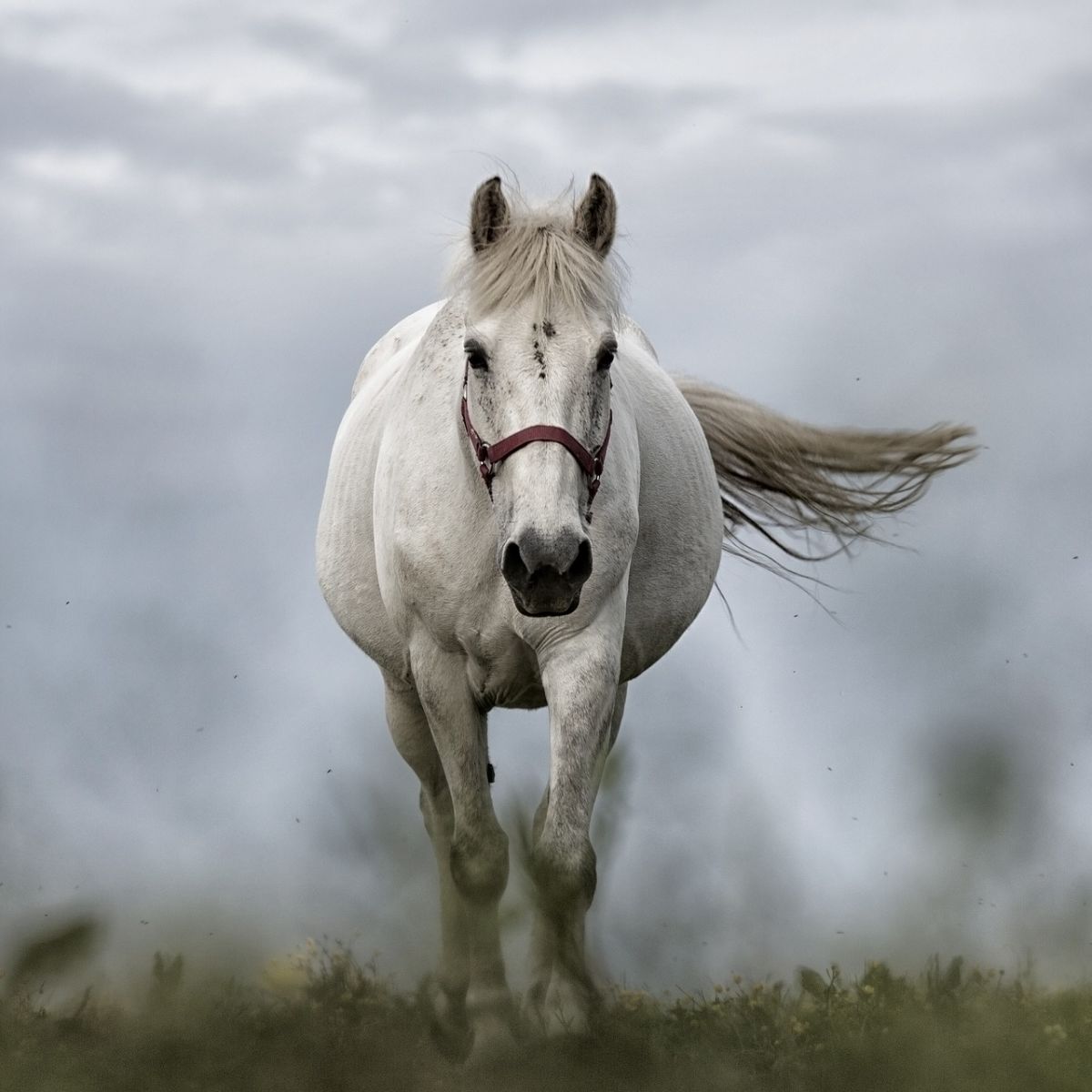 white horse meaning