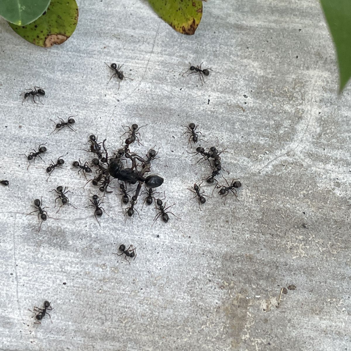 Ants Appearing Out Of Nowhere Spiritual Meaning