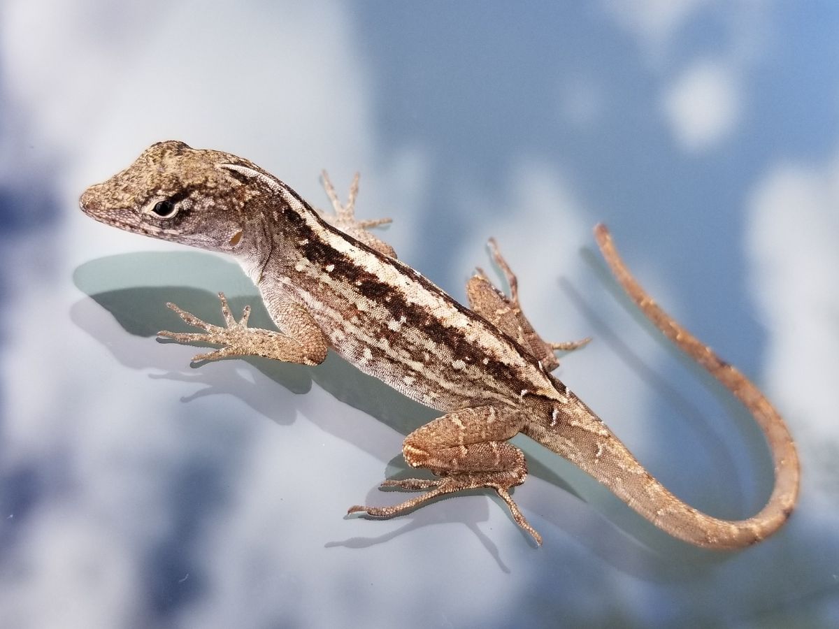 Brown Lizard Spiritual Meaning