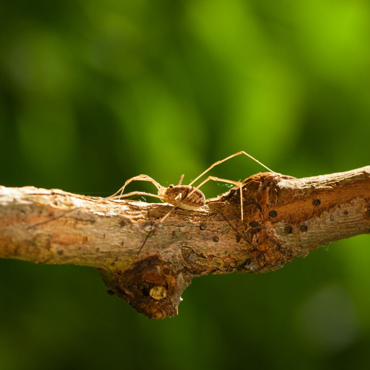 Daddy Long Legs Spiritual Meaning