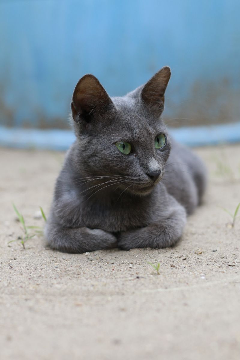 Gray Cat - Spiritual Meanings