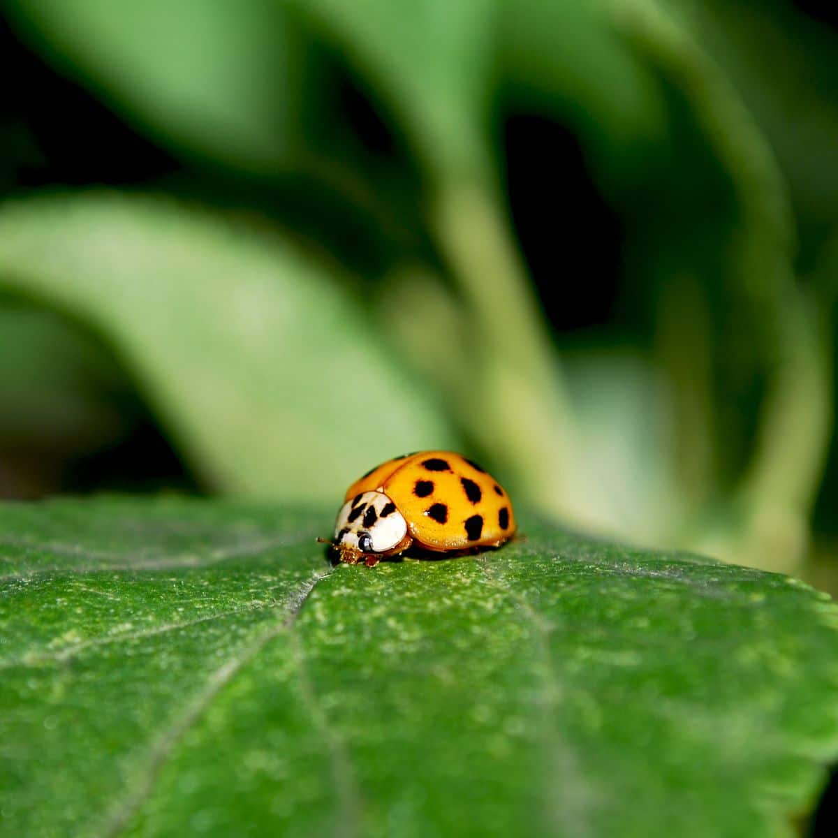 Orange Ladybug Spiritual Meaning