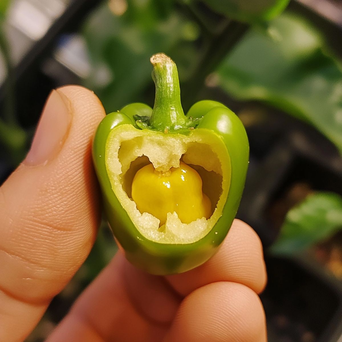 Pepper Inside A Pepper Spiritual Meaning