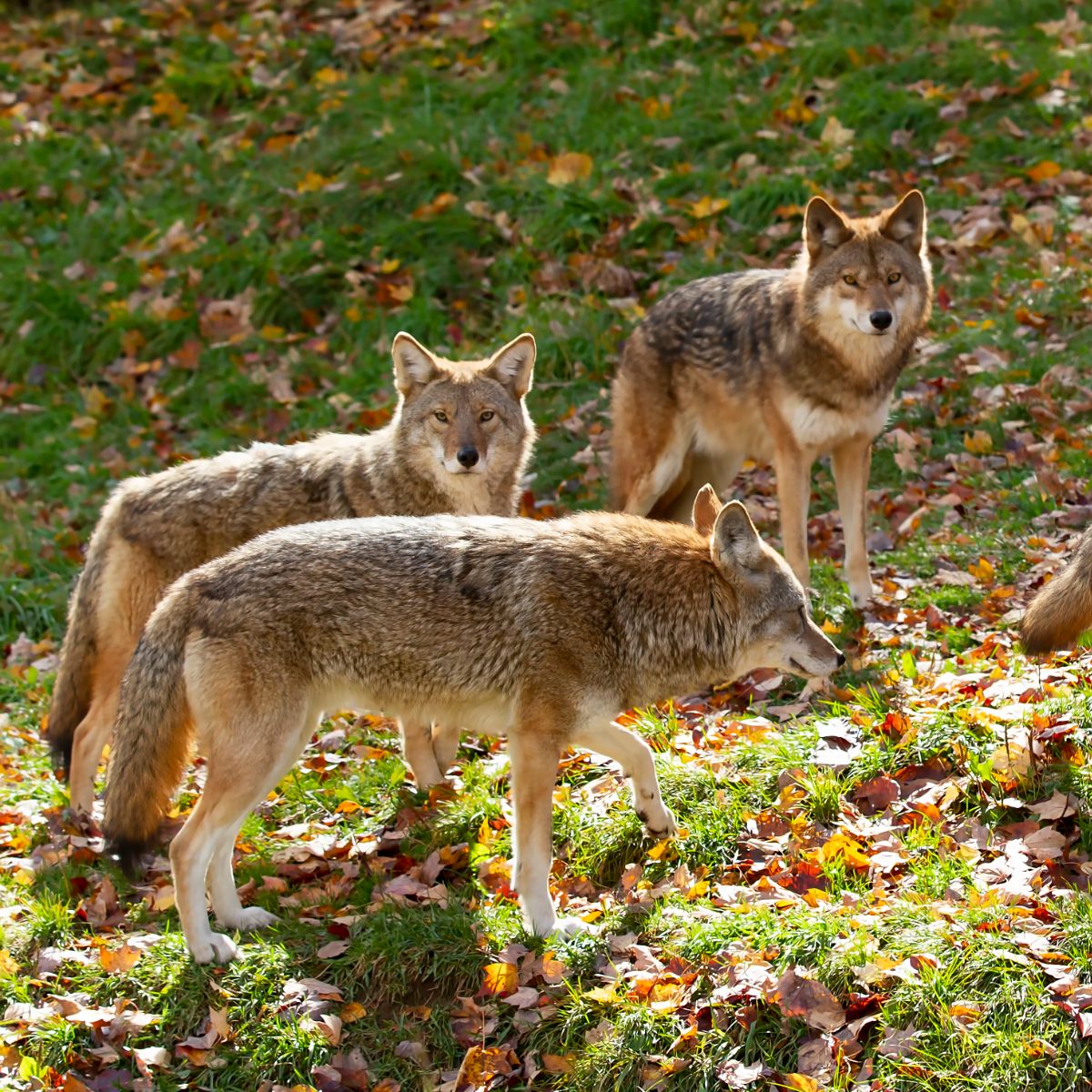 Spiritual Meaning Of A Coyote Crossing Your Path