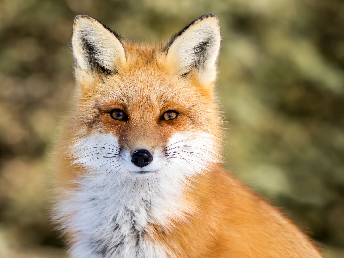 Spiritual Meaning Of A Fox Crossing Your Path