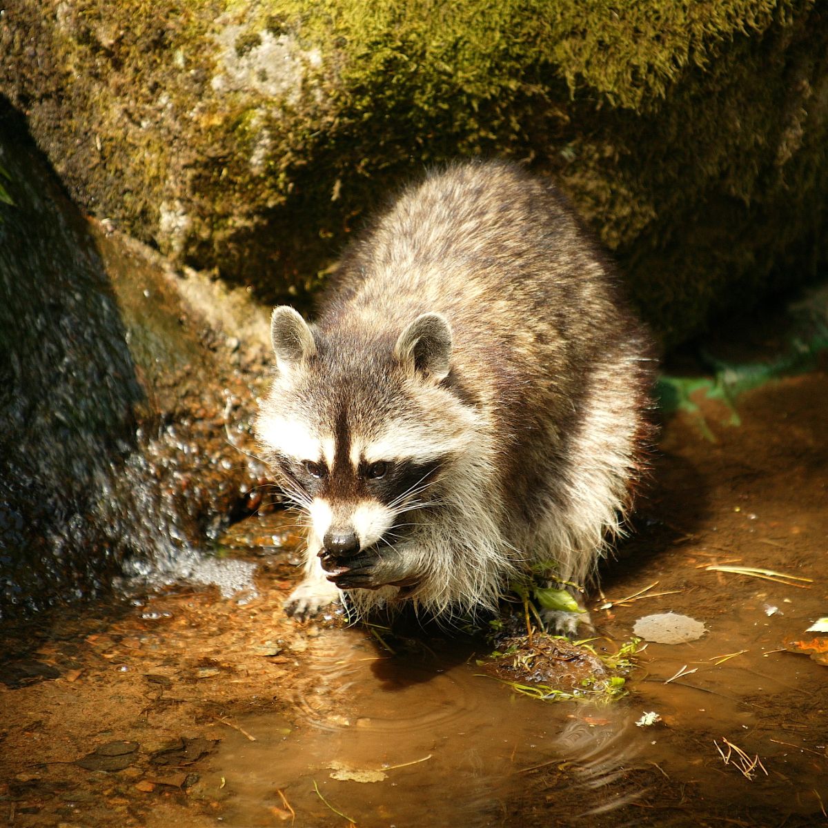 Spiritual Meaning Of A Raccoon In Your Path