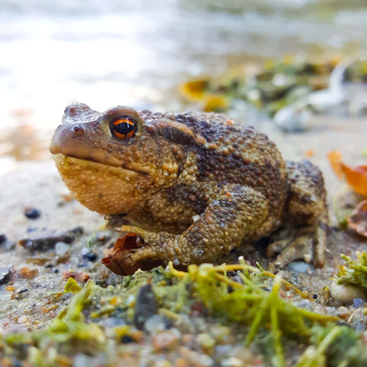 Spiritual Meaning Of A Toad Crossing Your Path