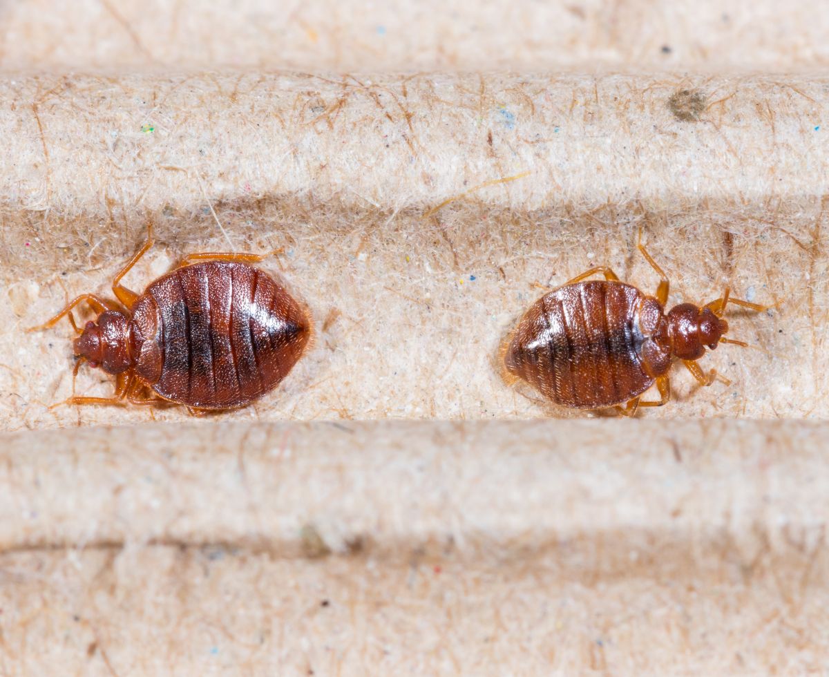 Spiritual Meaning Of Bed Bugs