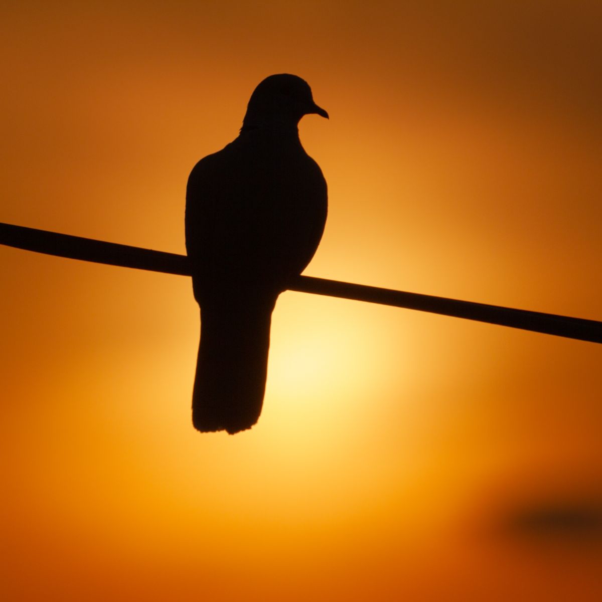 Spiritual Meaning Of Bird On A Wire