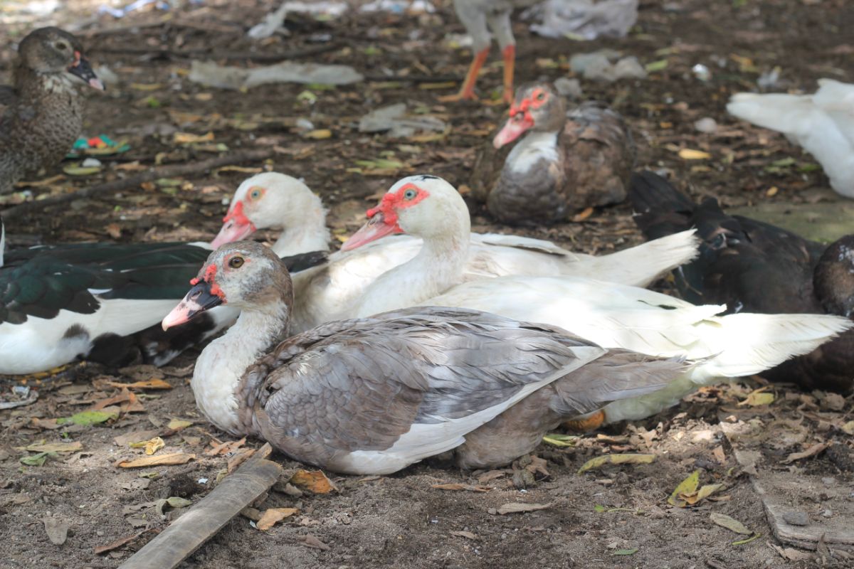 Spiritual Meaning Of Duck Crossing Your Path