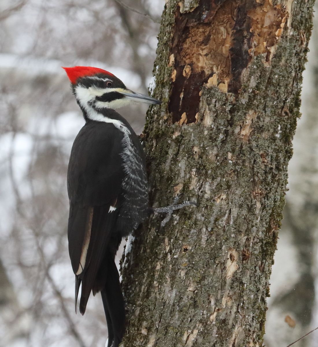 Spiritual Meaning Of Hearing A Woodpecker