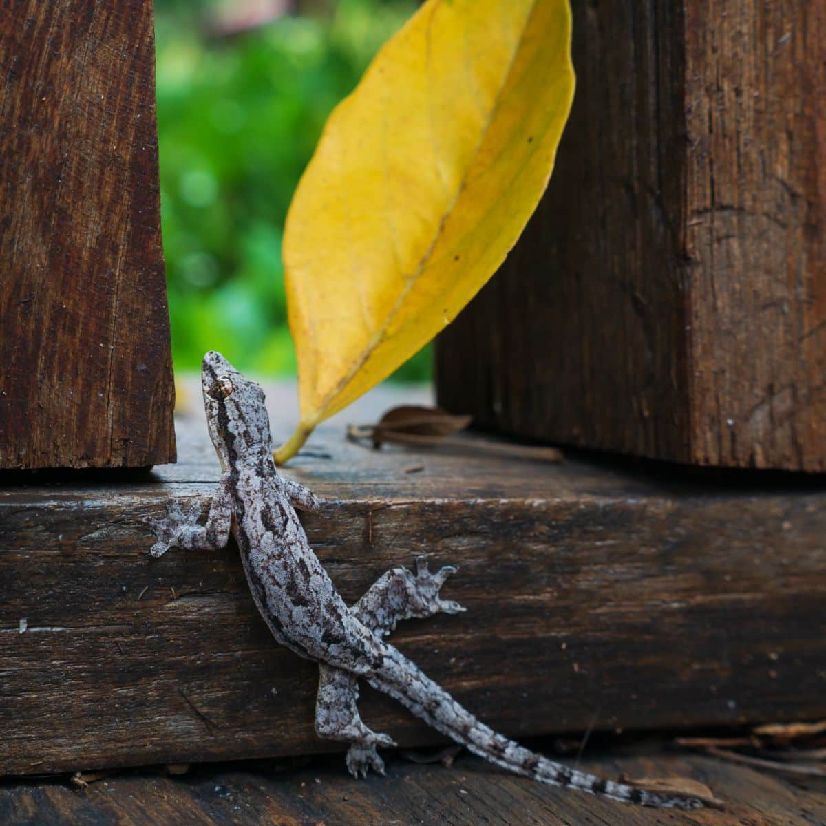 Spiritual Meaning Of Lizard Crossing Your Path