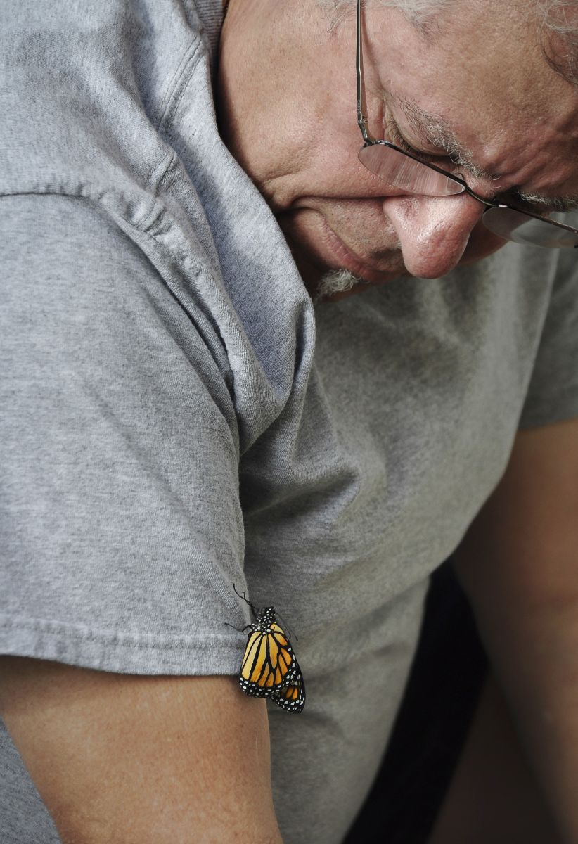 Spiritual Meaning Of Monarch Butterfly Flying Around You