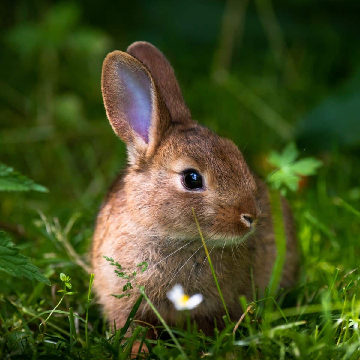 Spiritual Meaning Of Seeing A Brown Rabbit