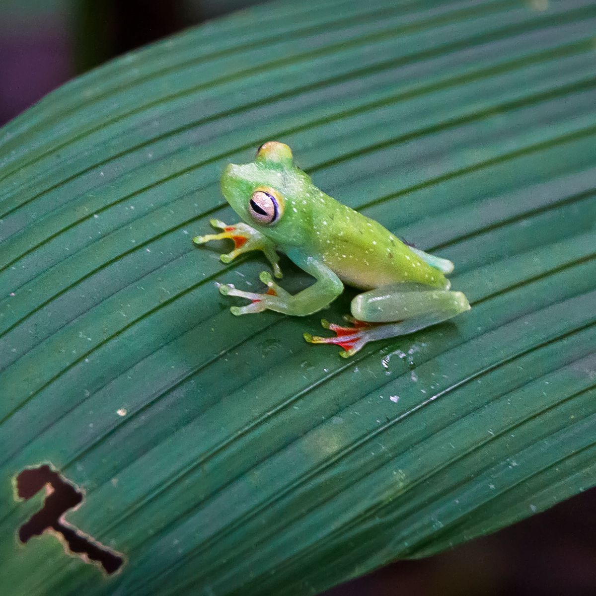 Spiritual Meaning Of Seeing A Frog At Night On Your Path