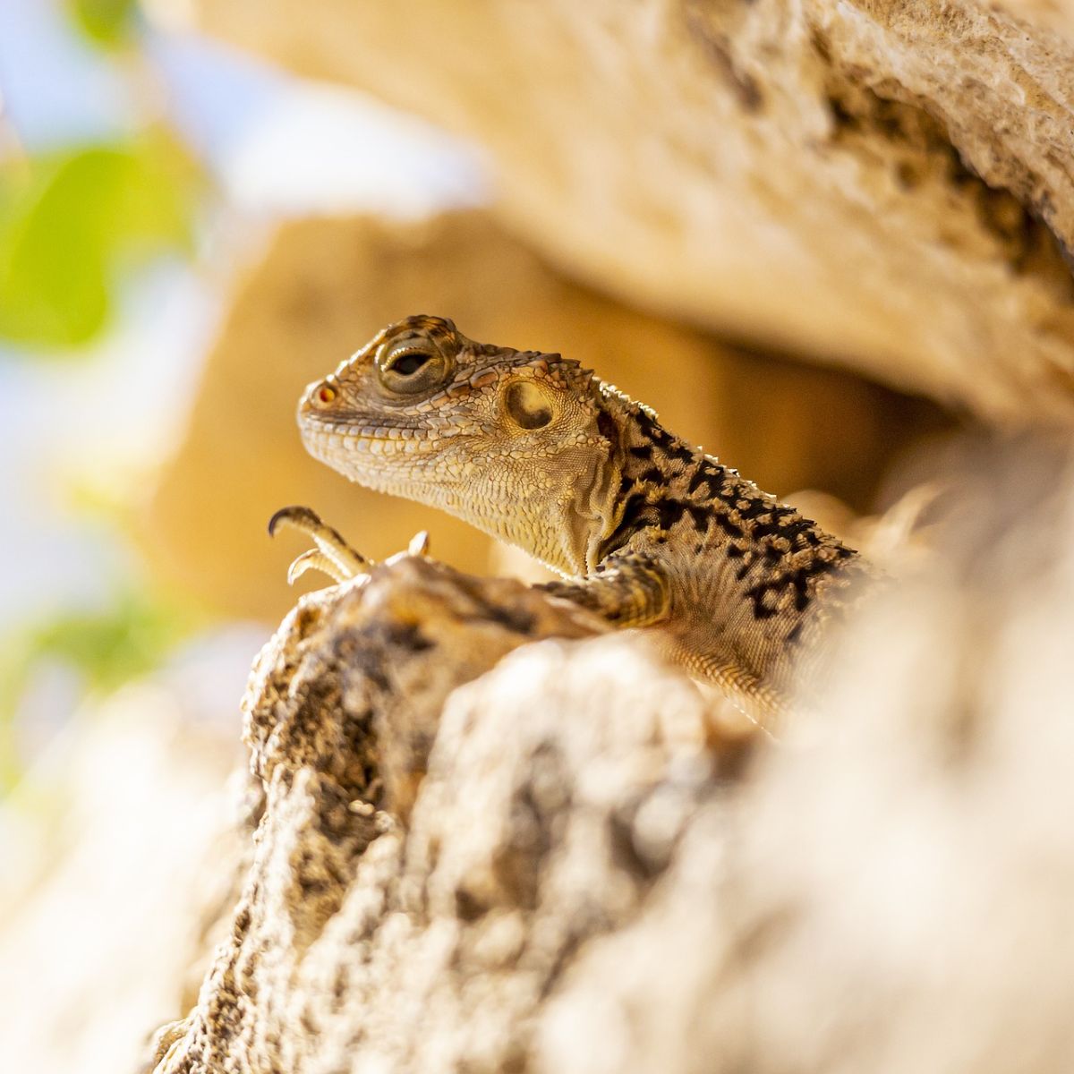 Spiritual Meaning Of Seeing Lizard In Dream