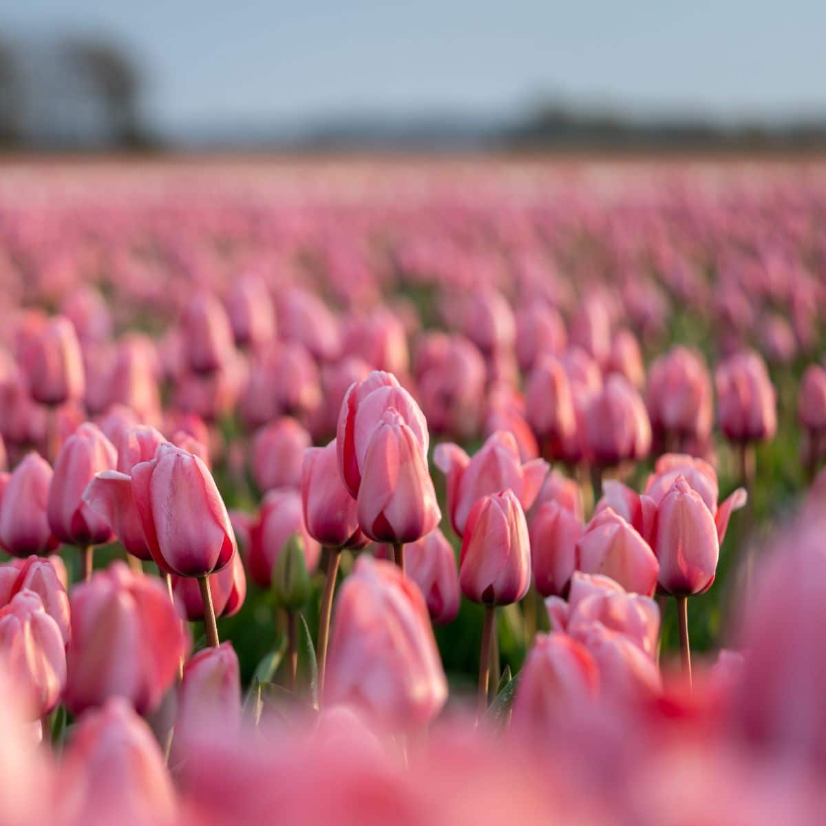 Spiritual Meaning Of Tulips