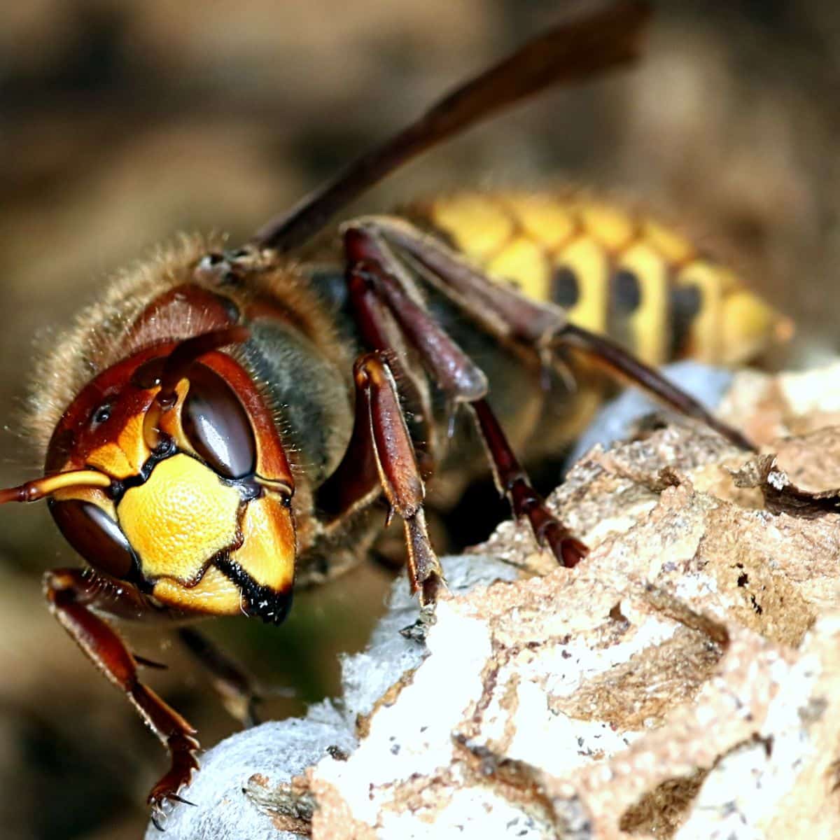 Spiritual Meaning Of Wasp In House