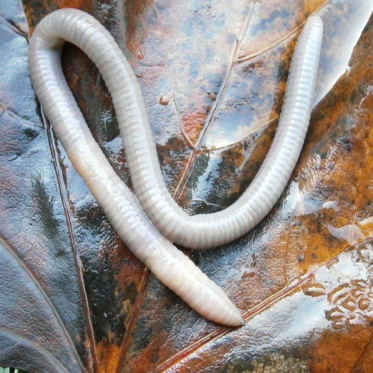 Spiritual Meaning Of White Worms In Dreams